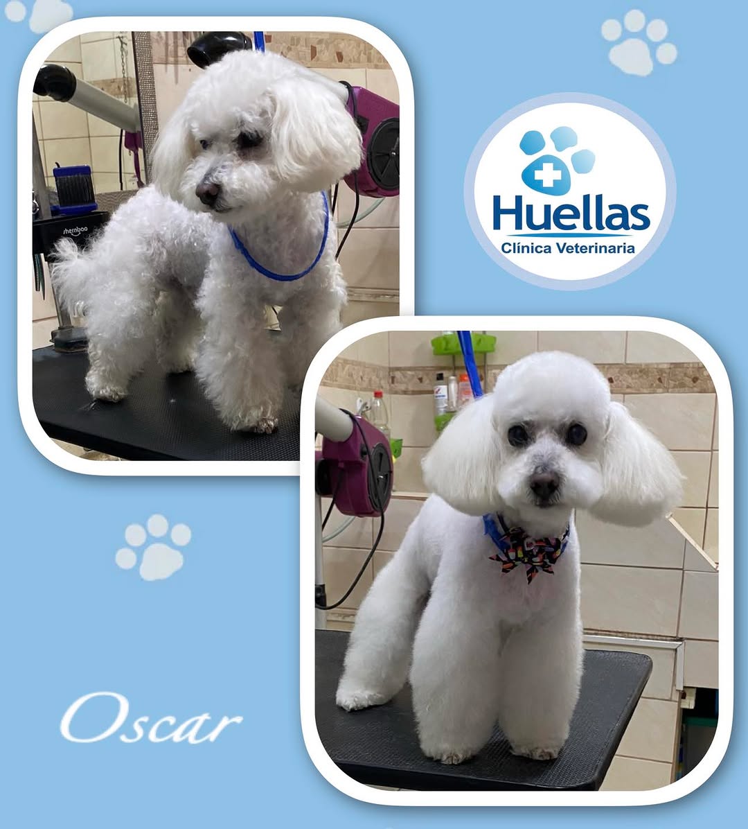 Paciente en Clínica Veterinaria Huellas