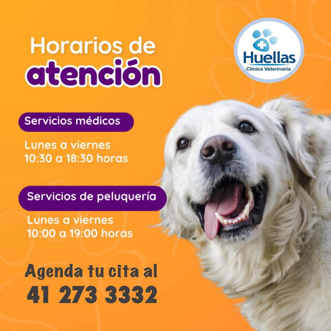 Paciente en Clínica Veterinaria Huellas