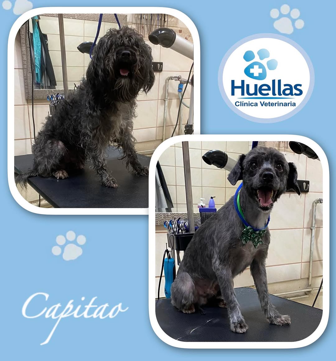 Clínica Veterinaria Huellas en Concepción