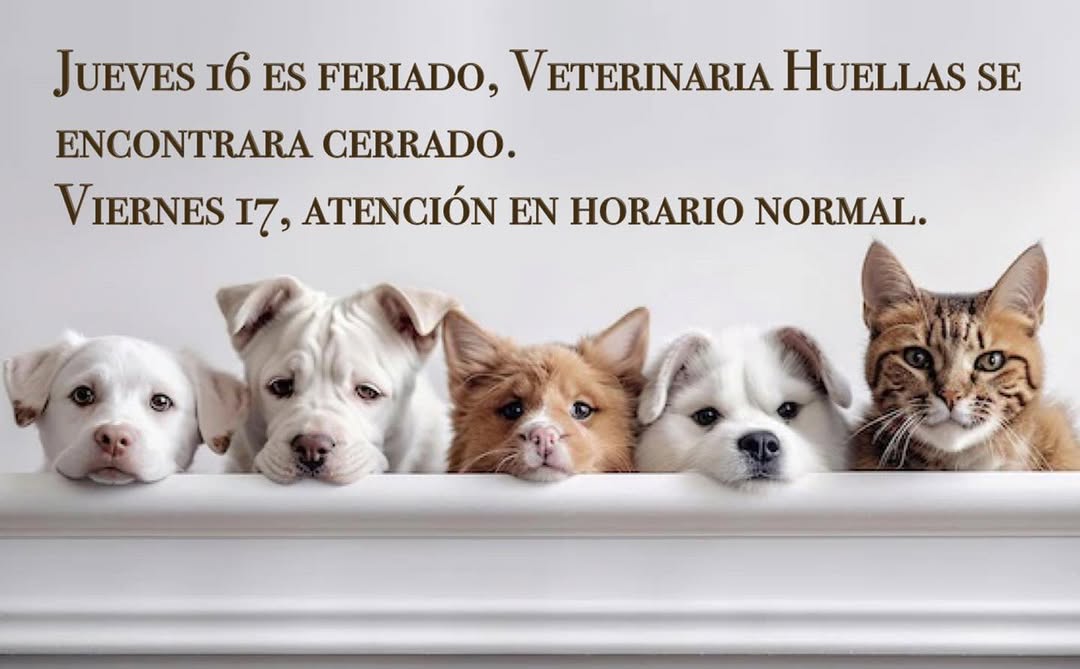 Paciente en Clínica Veterinaria Huellas