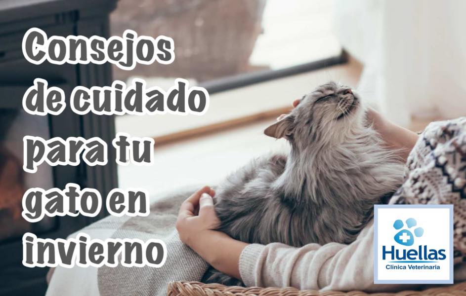 Paciente en Clínica Veterinaria Huellas