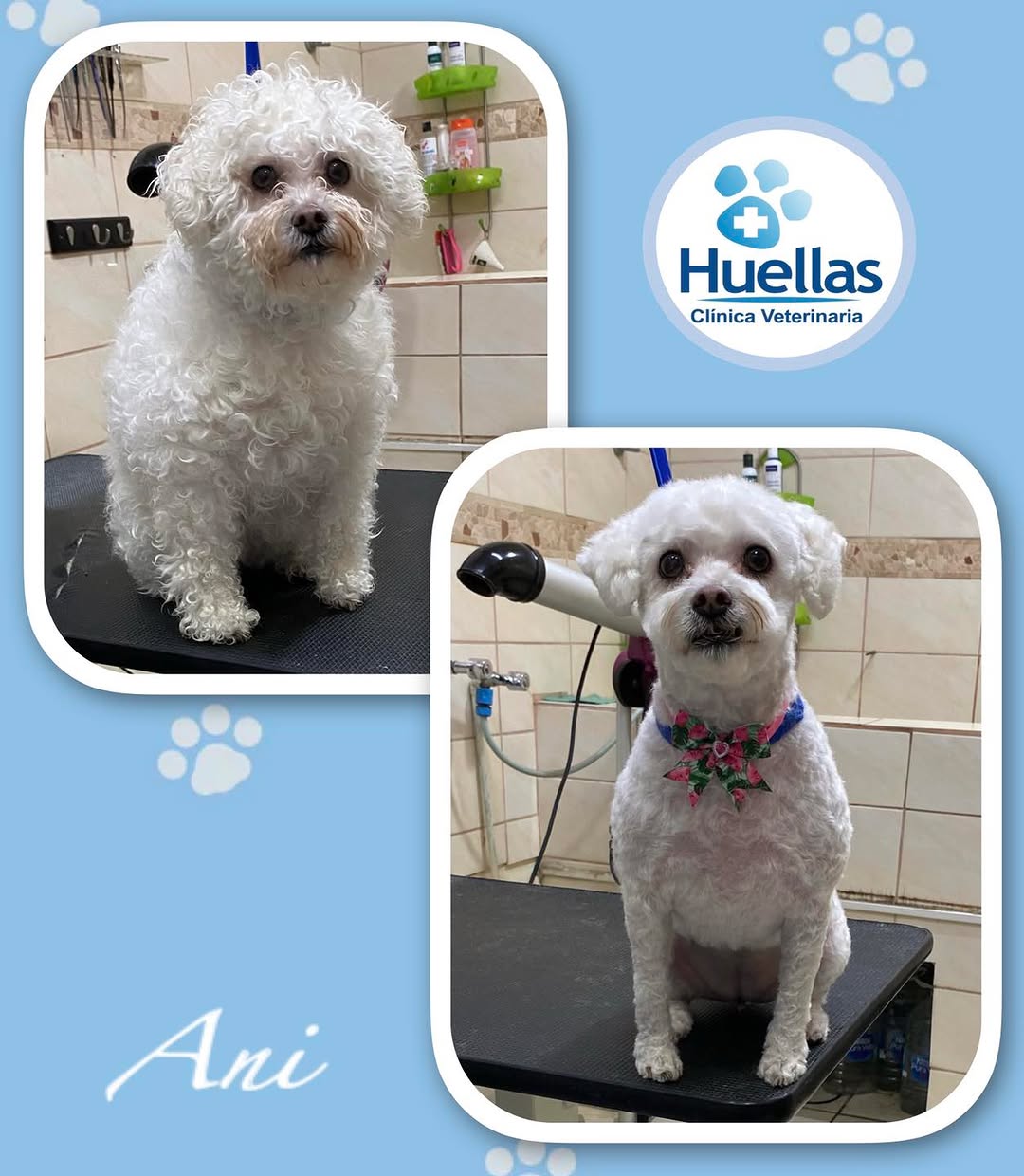 Paciente en Clínica Veterinaria Huellas