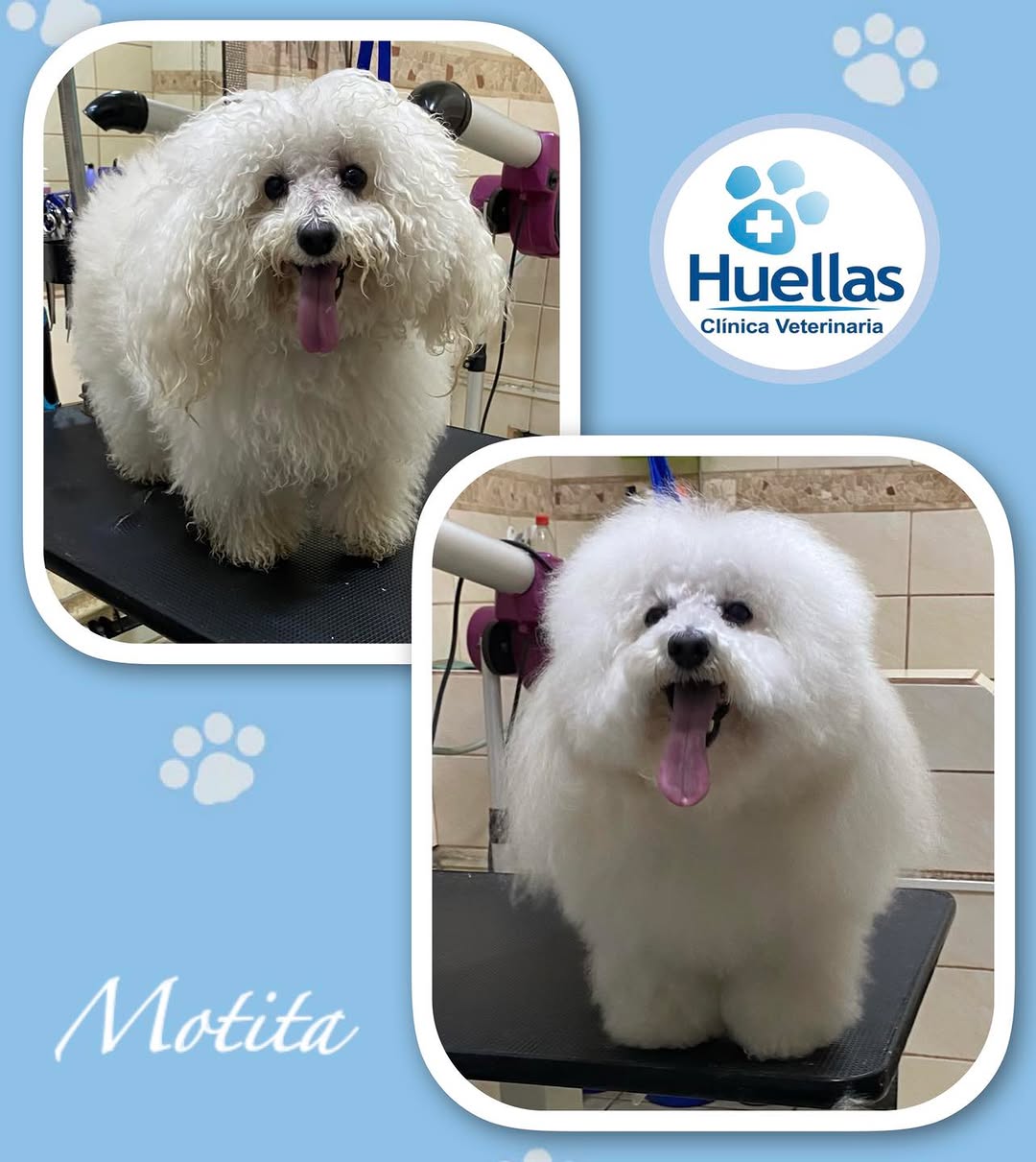 Paciente en Clínica Veterinaria Huellas